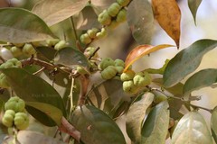 Glochidion lanceolarium